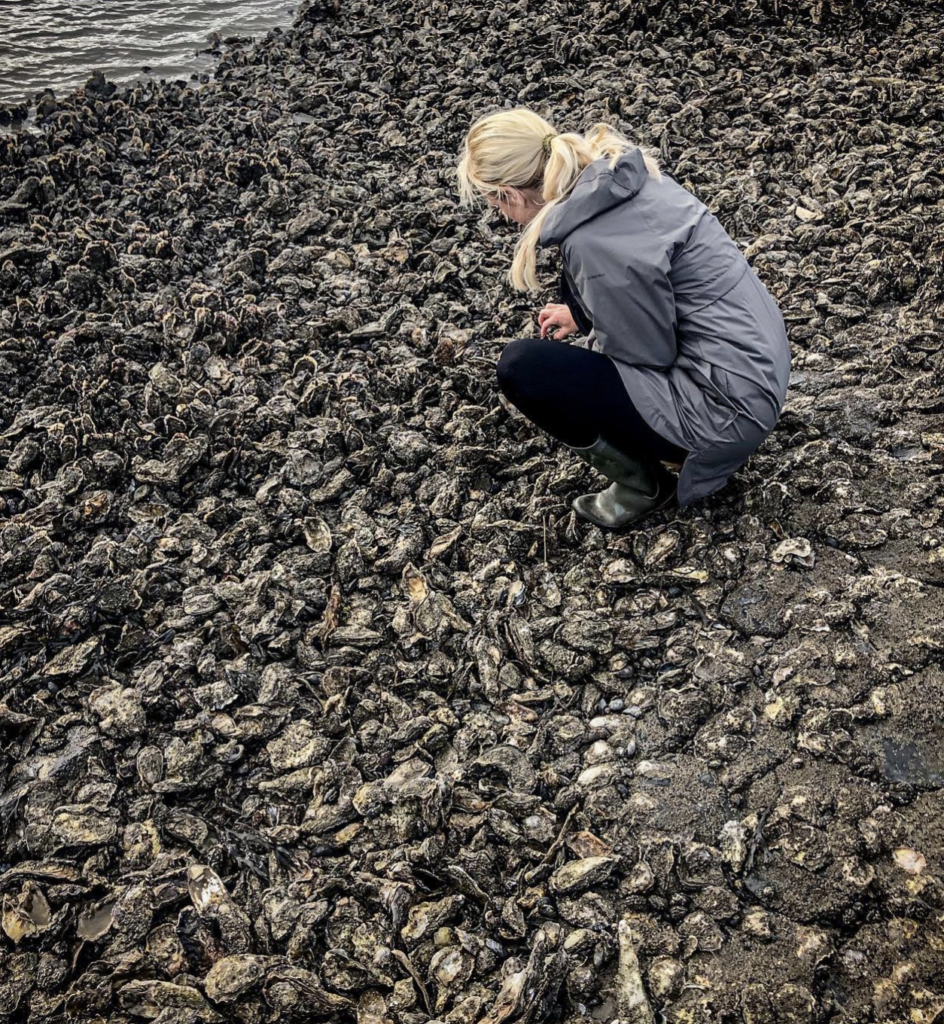 Oesters Waddenzee