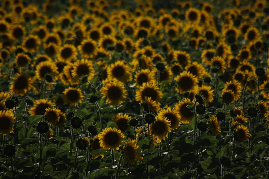 Zonnebloemen